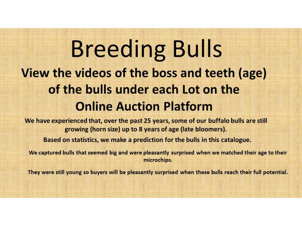 ~/upload/Lots/135868/AdditionalPhotos/akzb74ataszqg/Breeding Bulls_t600x450.jpg
